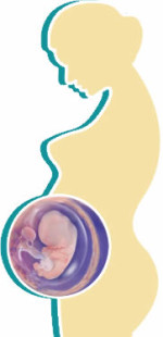 foetal-development-month2