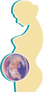 foetal-development-month3