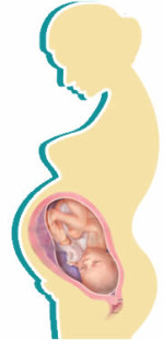 foetal-development-month7