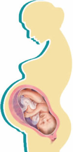 foetal-development-month8