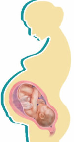 foetal-development-month9